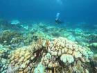 The white corals imaged are an endangered species of coral, a type of boulder corals