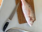 My favorite fish to eat are called Snapper! Here's one I had gotten from a friend spearfishing