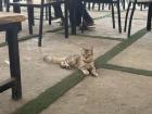 Hm, what do you think... is it a kitten or just a skinny cat? 