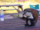 This monkey just finished eating a pineapple. What similarities exist between pineapples and bananas?