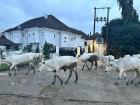 Cow herd crossing the street. 
