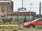 Stray horse I saw in Lagos. I had to include this image because I never saw anything like it. So random!