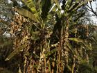 The "tree" that I soon realized was not so much a tree but a fruit--bearing plant.