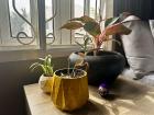These are my house plants. None of them are banana plants, but they still need water, sunlight, and rich soil to photosynthesize and flourish.