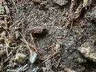 Dark, rich soil that helps plants grow!