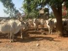 This is a group of cows trying to get out of the sun near the local market