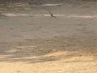 He's hard to see but that little bird is an African red-billed hornbill -- like Zazu from Lion King!