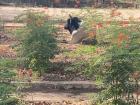 Here is a cow relaxing in someone's garden! Unlike in the US livestock just wanders around during the day and go home in the evening