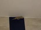 This is Todd! He is the gecko that lives in our apartment!