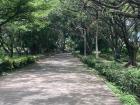 A view of Ziguinchor during the rain season when everything is green and beautiful
