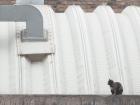 The cat next door - I see him cross this building every day from my window.
