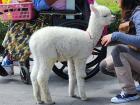 Baby llama in the historical center!