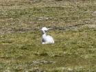 This is a baby alpaca. Can you tell the difference between it and the baby vicuña above?