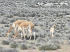 A baby vicuña with two adult vicuñas!