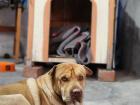 Our school mascot, Scooby