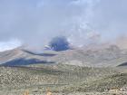 Vicuñas live in the high-altitude grasslands of the Andes. How many can you spot in this photo?