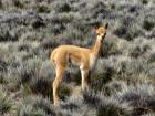 My first vicuña sighting!