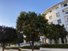 Here is one of the beautiful orange trees that line the streets near where I live