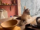 Everest, the cat at my pottery studio... the love of my life 