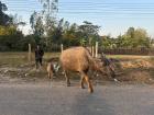 I never know what animals I will see driving through Savannakhet. This day it was a water buffalo and a calf.
