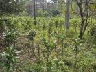 Here is a tea farm in Paksong, Laos. This region is renowned for its coffee and tea.