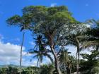 Some beautiful trees