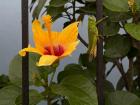 Hibiscus flower and bright green grasshopper