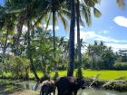 Two carabao (water buffalo) walking alongside a rice field