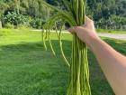 String beans harvested near my community's municipal slaughterhouse