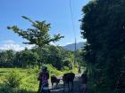 Community members moving two cows from the road for their motorcycles to pass