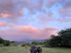A pair of carabaos at sunset