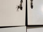 A large huntsman spider that likes to hang out in my room with me