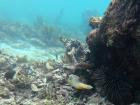 A sea urchin and pufferfish in a nearby reef
