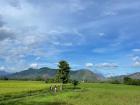 Admiring the mountain view behind vibrant rice fields