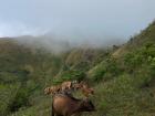 Spending time with brown cows in the mountains