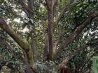 This is one of the mango trees in Navdanya's orchard