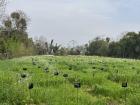 The paddy field at Navdanya