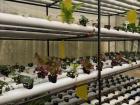 This is ICIMOD's hydroponics set up!
