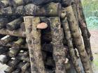 These are the mushrooms growing in the logs