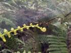 Unos helechos en el Parque Arví de Medellín