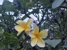 Esas flores hermosas se ve en toda la ciudad! 