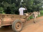 Donkey pulling a cart for transportation