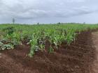 Maize field with the ridges and troughs ready for the rain