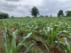 As most families have a plot of land where they plant maize, this is how the whole country looks when rain finally comes in large quantities during the rainy season. Everywhere you look is green, green, green!