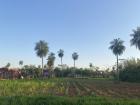 The typical landscape of Paraguay, farming crops and palm trees!