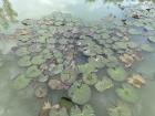 These beautiful lily pads cover the pond like a green carpet!