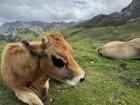 These are cows I saw while on a hike.