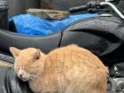 This is a random cat I saw sleeping while in Morocco.