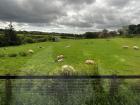 Sheep grazing!