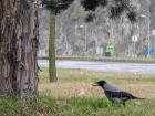 Hooded crow in Hungary